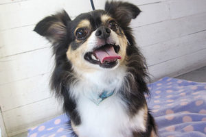 マグちゃんアイキャッチ