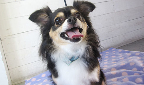 マグちゃんアイキャッチ