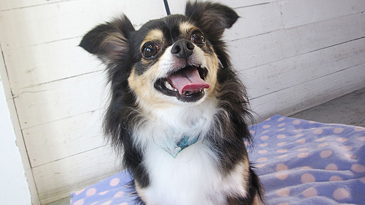 マグちゃんアイキャッチ