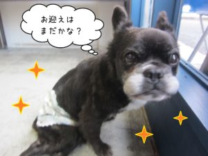 MIXのポコちゃん施術後