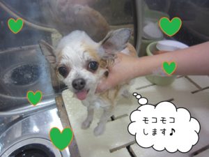 チワワのマロンちゃんシャンプー中