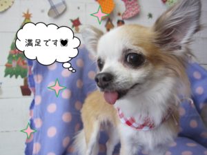 チワワのマロンちゃん施術後