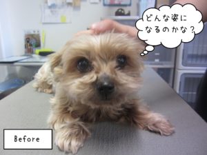 YKのてんちゃんカット前