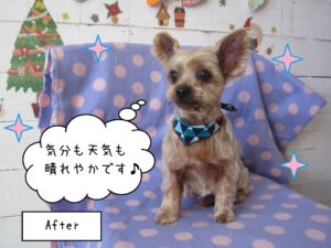 YKのてんちゃん施術後