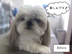 SZのたんぽぽちゃんカット前