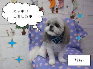 SZのたんぽぽちゃん施術後