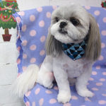 たんぽぽちゃんアイキャッチ