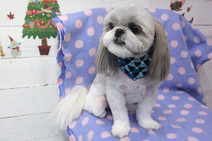 たんぽぽちゃんアイキャッチ