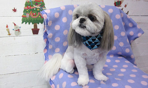 たんぽぽちゃんアイキャッチ