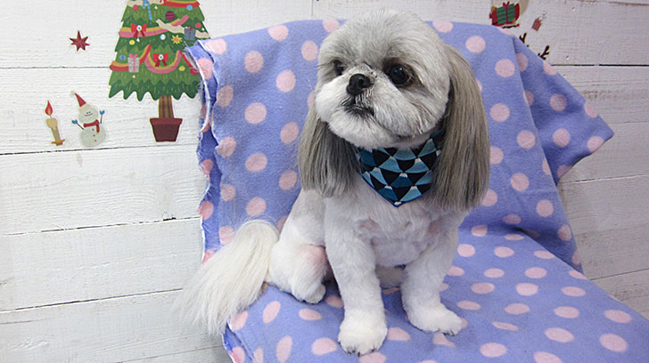 たんぽぽちゃんアイキャッチ