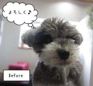 MSのベルちゃんカット前