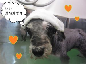 MSのベルちゃんスパ中