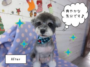 MSのベルちゃん施術後