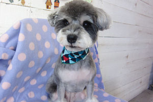 ベルちゃんアイキャッチ