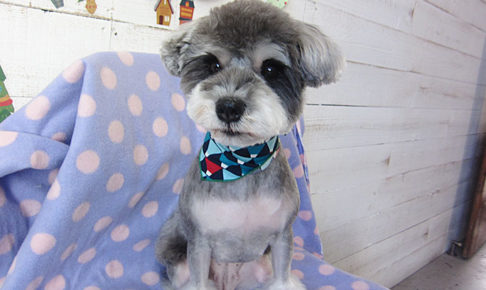 ベルちゃんアイキャッチ