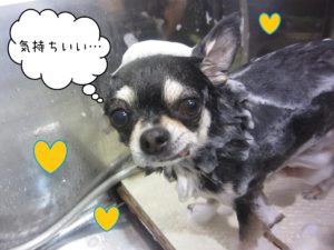 チワワのラッキーちゃんシャンプー中