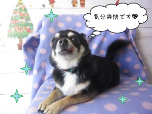 チワワのラッキーちゃん施術後