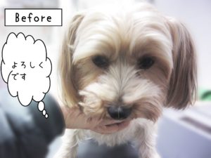 よろしくヨーキー