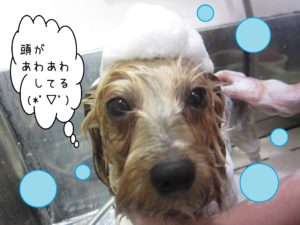 シャンプーヨーキー