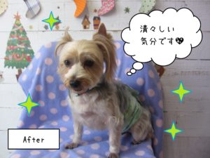 YKのジャッキーちゃん施術後