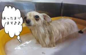 お風呂ポメ