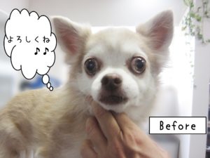 よろしくチワワ