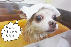 お風呂チワワ