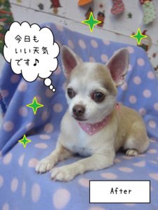チワワのはなちゃん施術後