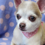 はなちゃんアイキャッチ