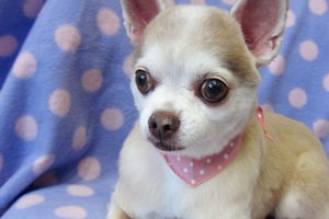 はなちゃんアイキャッチ