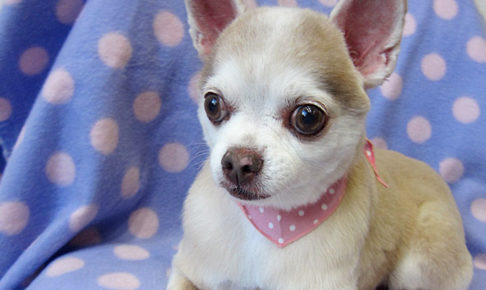 はなちゃんアイキャッチ