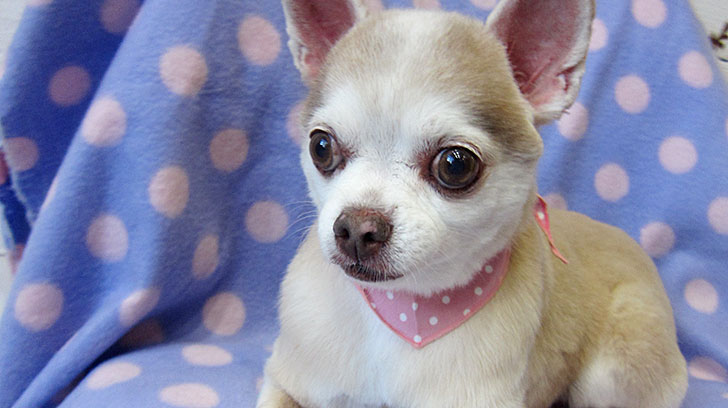 はなちゃんアイキャッチ