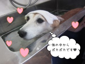 豆柴の花ちゃんスパ中