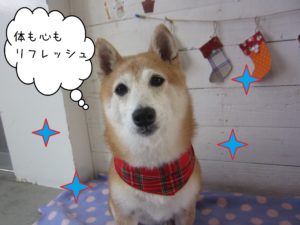 豆柴の花ちゃん施術後