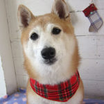 花ちゃんアイキャッチ