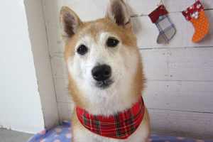 花ちゃんアイキャッチ