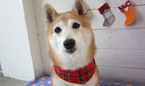 花ちゃんアイキャッチ