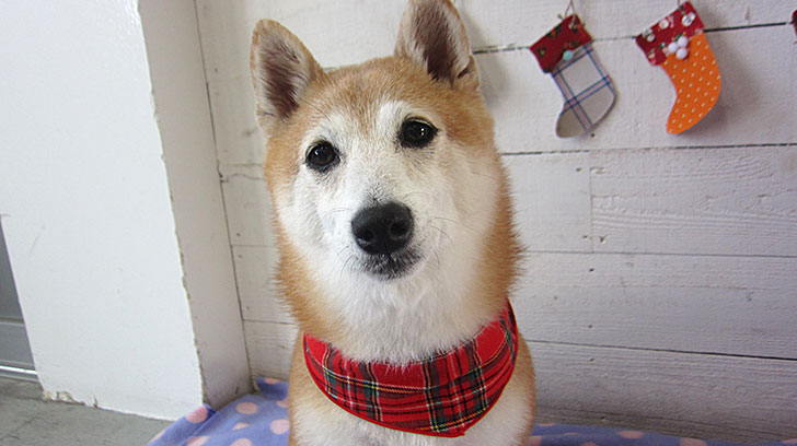 花ちゃんアイキャッチ