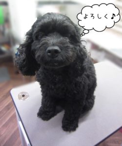 MIXのナッシュちゃんカット前