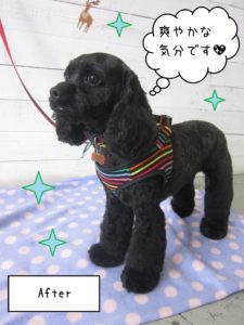 MIXのナッシュちゃん施術後