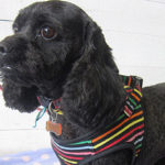 ナッシュちゃんアイキャッチ