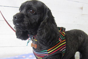 ナッシュちゃんアイキャッチ