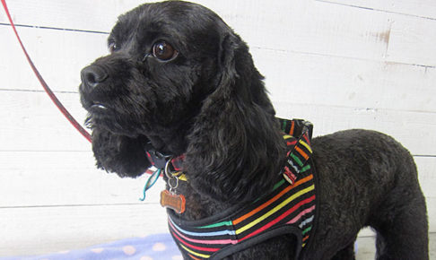 ナッシュちゃんアイキャッチ