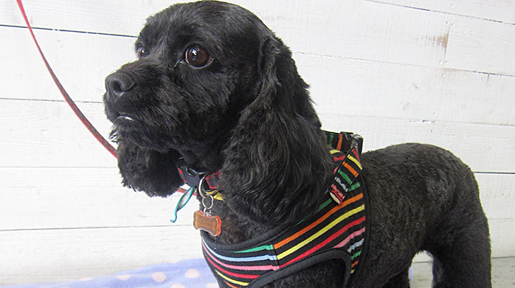 ナッシュちゃんアイキャッチ