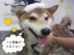 柴犬のもなちゃんシャンプー中