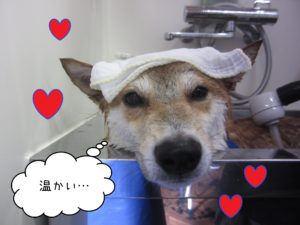 柴犬のもなちゃんスパ中