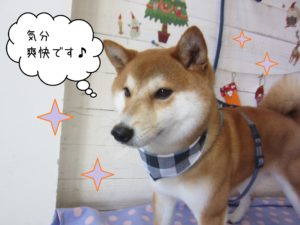 柴犬のもなちゃん施術後