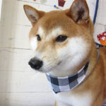 もなちゃんアイキャッチ