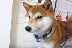 もなちゃんアイキャッチ