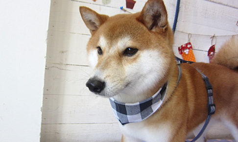 もなちゃんアイキャッチ